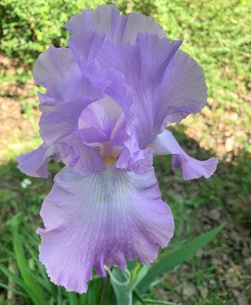 Blooms