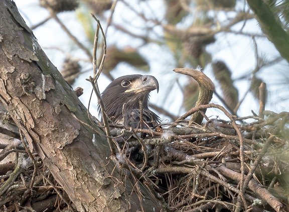bald eagle nesting