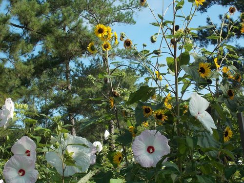 Sunflower with hibiscus