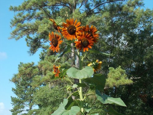 Red sunflower