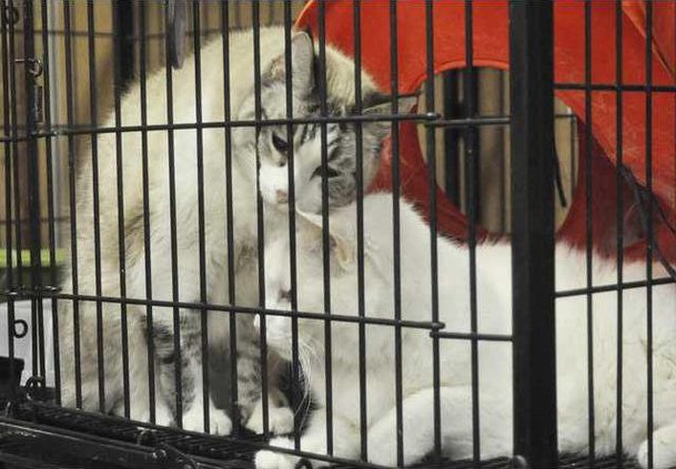 Shelter kitties