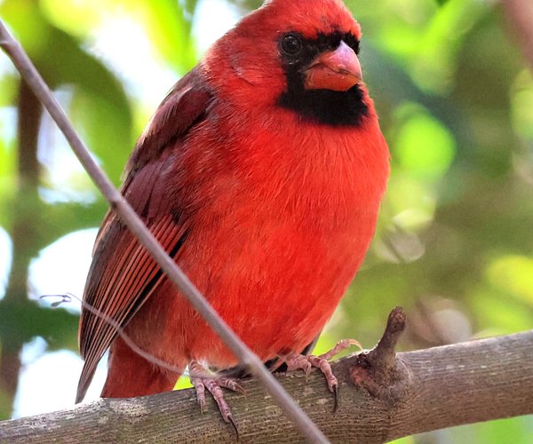 Cardinal