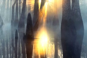 Photo contest