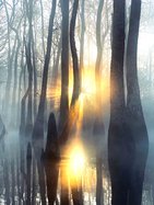 Photo contest