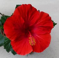 garden club