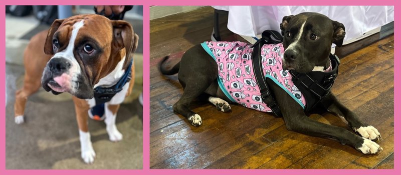 Soul to Sole Breast Cancer Awareness Walk 2025