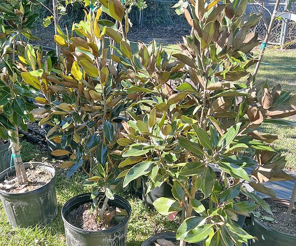 KSBB free tree giveaway