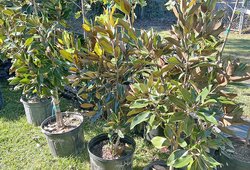 KSBB free tree giveaway