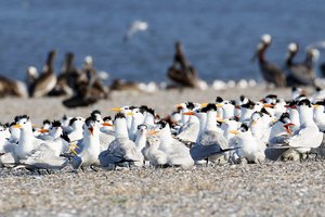 Royal Terns