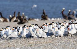 Royal Terns