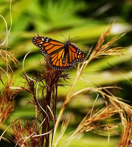 Georgia DNR project seeks public's help in counting monarch butterflies during the winters