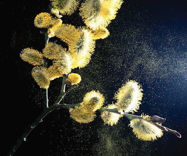 LO Peachstate pollen