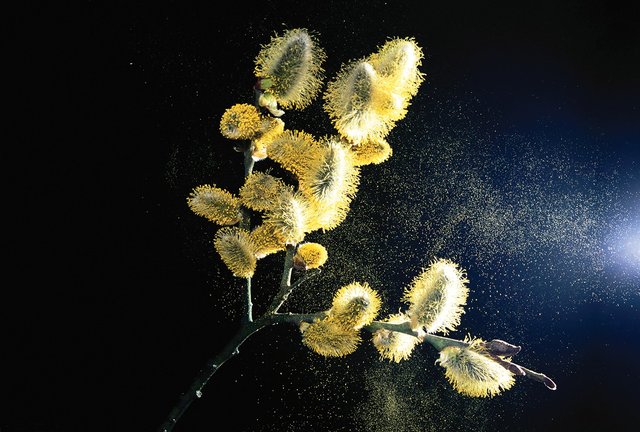 Is your home equipped for pollen season? - Statesboro Herald