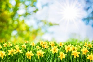 Daffodils