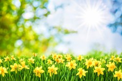 Daffodils