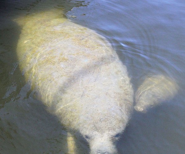 Manatee