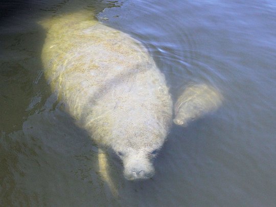 Spring boating alert: Slow down, watch for sea turtles, manatees