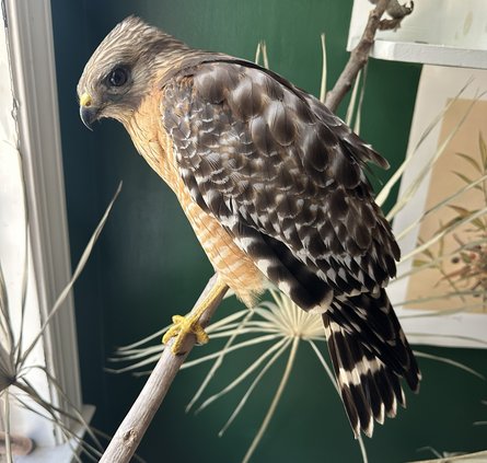 Isaiah Scott Rewild Effingham