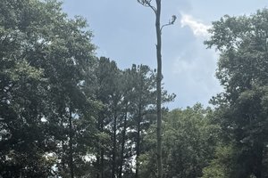 Century Plant