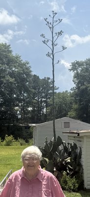 Century Plant