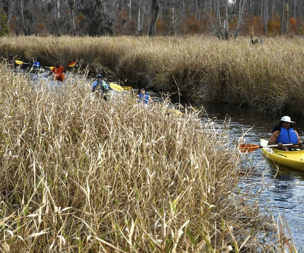 paddle