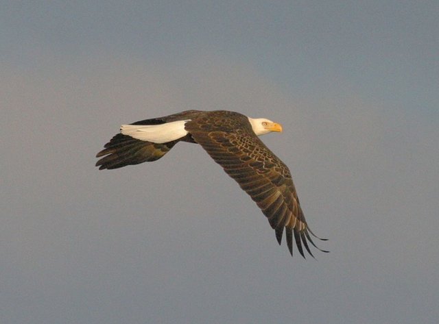 DNR: Banner nesting year for bald eagles