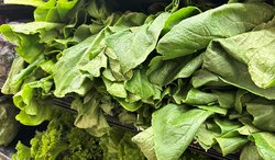 Lettuce.jpg