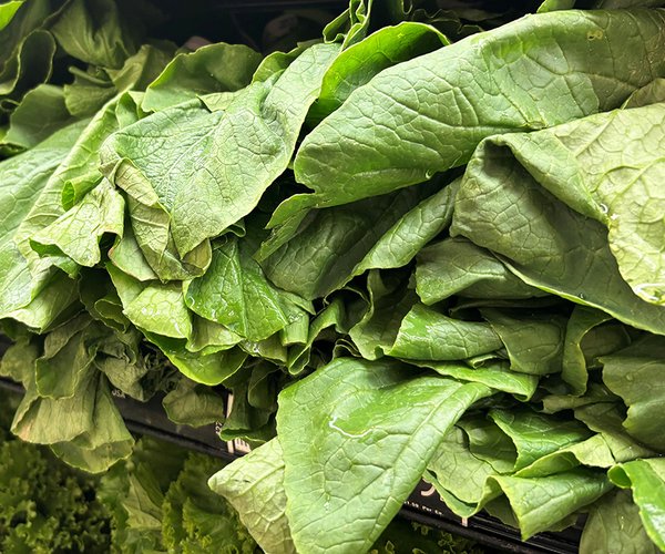 Lettuce.jpg