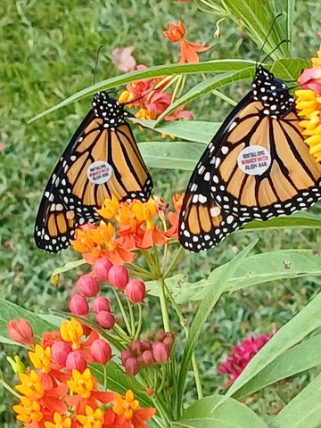 Monarchs making way through Boro on annual trek to Mexico