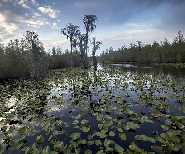 Okefenokee Photo.jpg