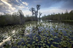 Okefenokee Photo.jpg