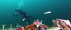 Gray's Reef.jpg
