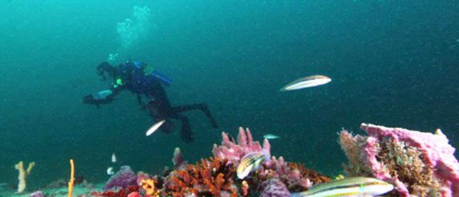Gray's Reef.jpg