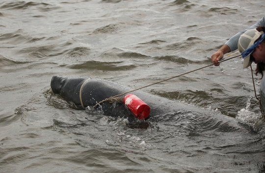 Team effort frees entangled manatee near St. Simons