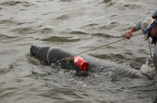 Team effort frees entangled manatee near St. Simons