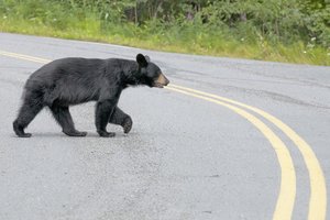 Black Bear