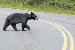 Black Bear