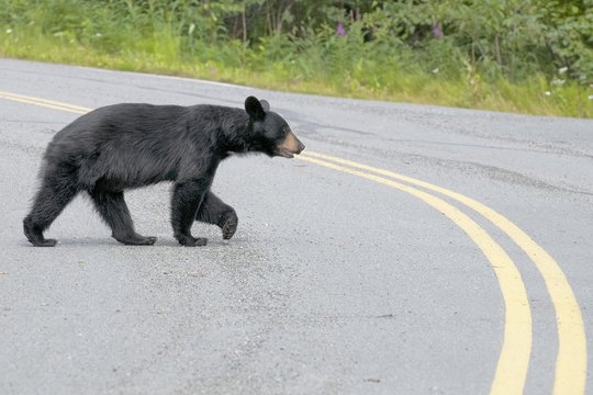 Georgia DNR urging 'BearWise' measures to keep everyone safe