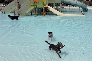 Doggy Day 2026