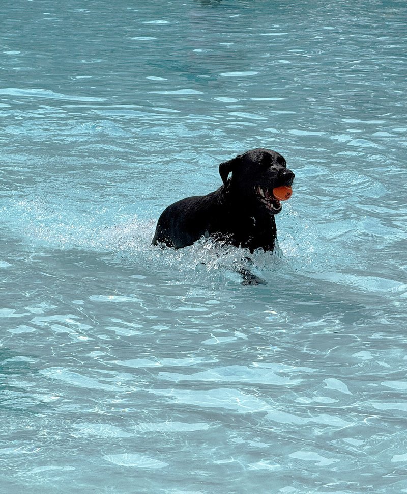 Doggy Day 2026
