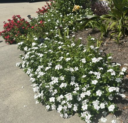 oct yard 2